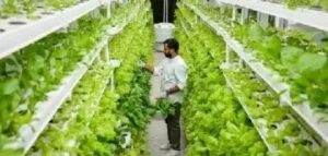 ozone for vertical farming