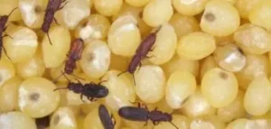 Ozone for Grain Storage