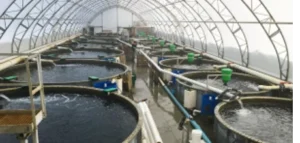 Ozone for fish farming