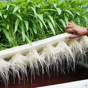 ozonated water improve plant growth and yield