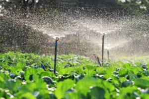 Ozone for agricultural water