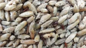 wheat weevil