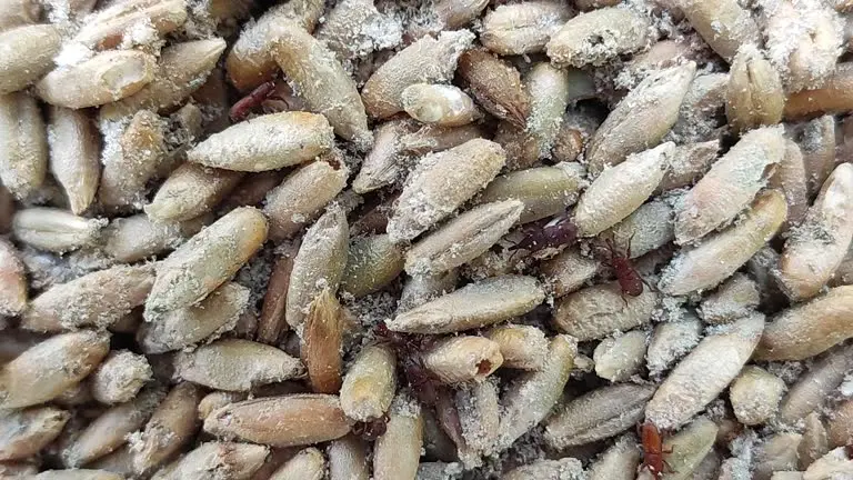 wheat weevil