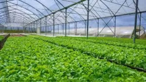 Ozone for Hydroponics