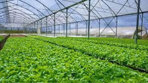 Ozone for Hydroponics