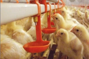 Ozone for Farm Animal Drinking Water