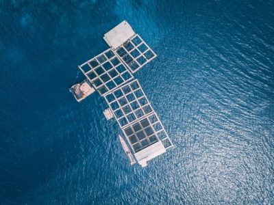 Ozone for fish farming and hatcheries