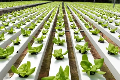 Ozone for Hydroponics Systems