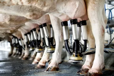 Ozone in Dairy