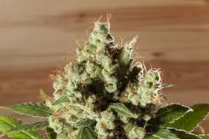 Ozone Solutions for the Cannabis Industry
