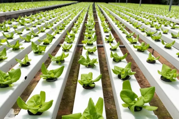Ozone for hydroponics