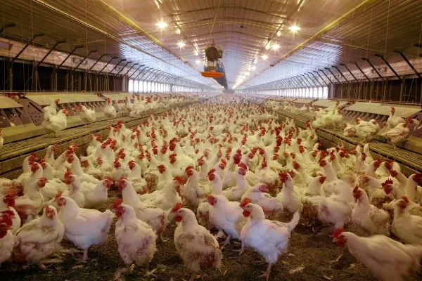 Ozone for poultry