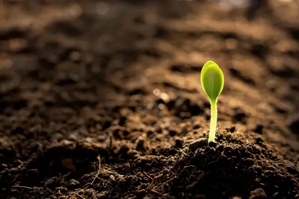 ozone soil remediation