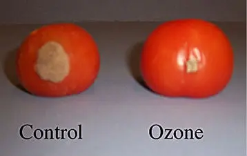 Typical appearance of tomato maintained in ozone exposed