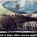 AFTER 2 DAYS OF TREATMENT USING ABSOLUTE OZONE