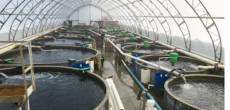 Ozone fish farming