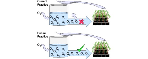 tomato response to aqueous ozone